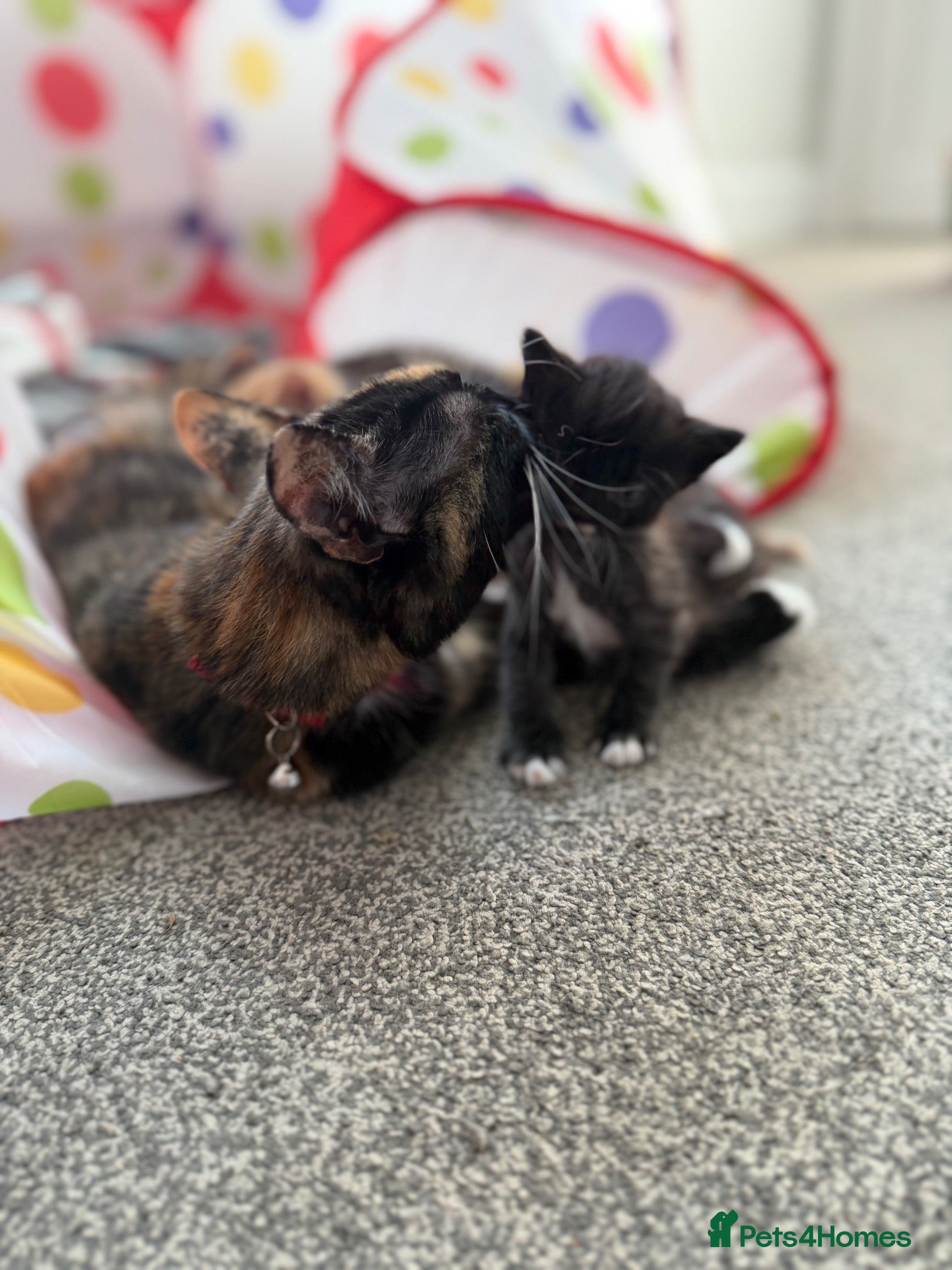 Mixed Breed cats Kittens  - Advert 1