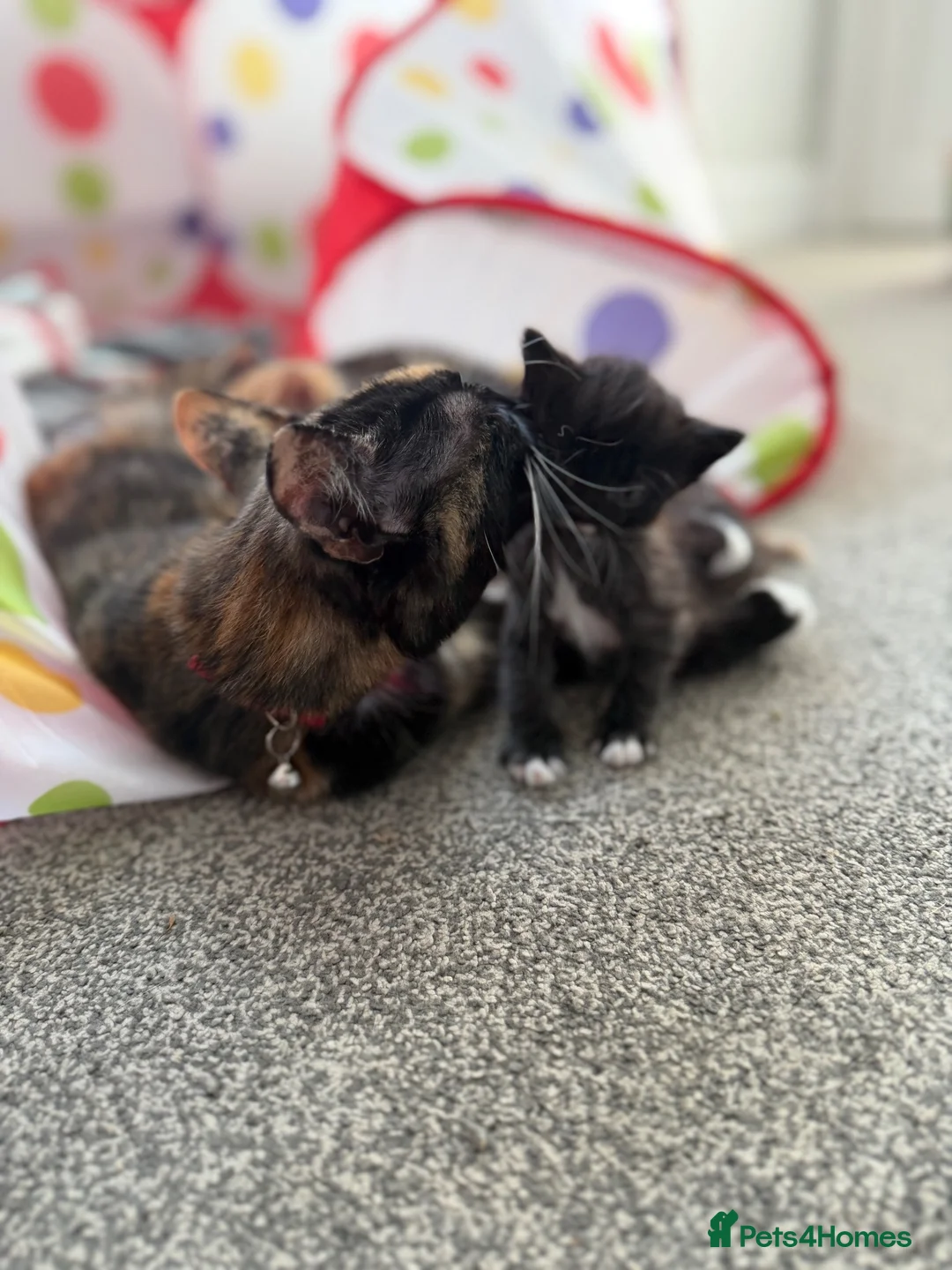 Mixed Breed cats for sale: Kittens  in Knaresborough - Advert 1