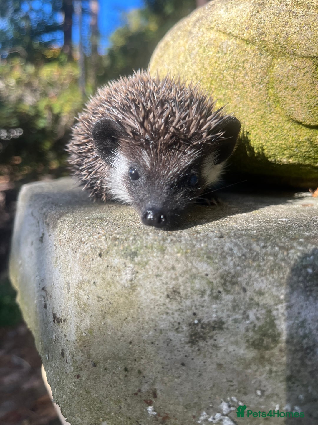 Pygmy Hedgehog rodents for sale: Stunning super friendly hoglets ready now!  - Image 7