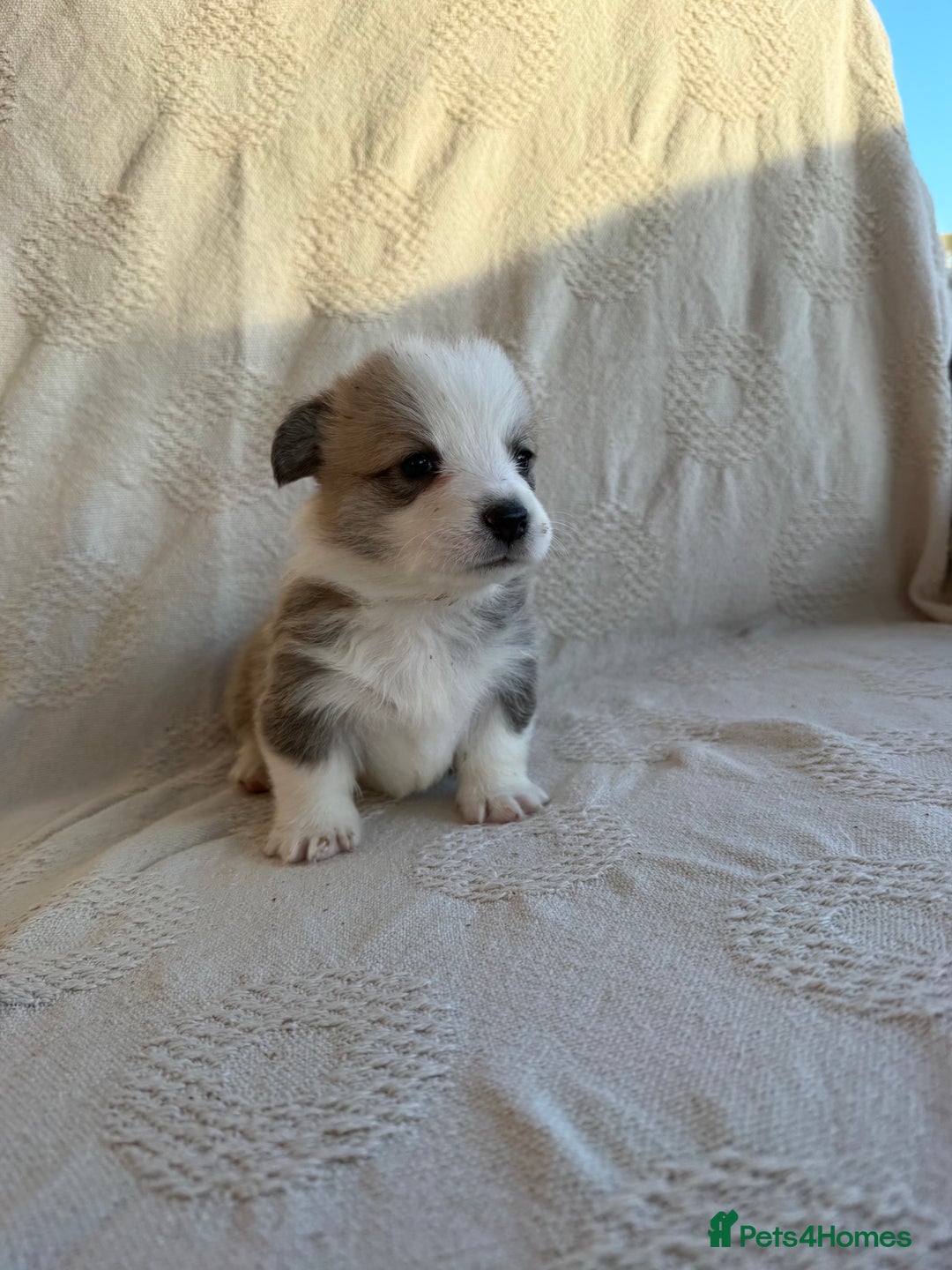 Welsh Corgi Pembroke dogs for sale: KC PREMBROKESHIRE CORGI'S  - Advert 8
