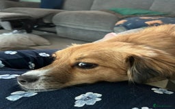 Mixed Breed dogs for adoption: Meet REMI - a Lovely Boy for a Loving Home - Image 4