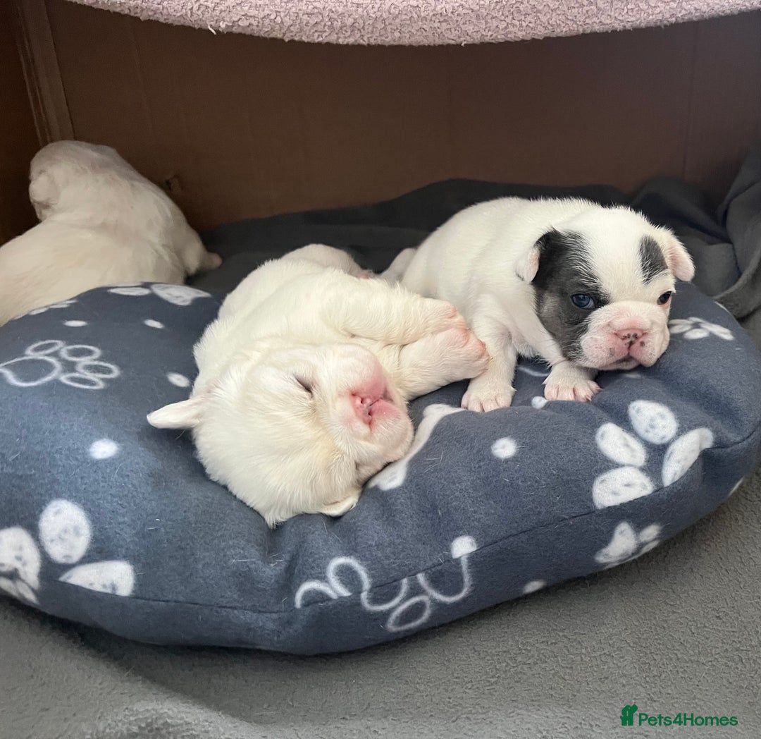 French Bulldog dogs for sale: Fluffy French Bulldogs - Image 9