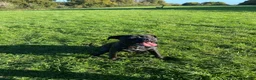 Cane Corso dogs for sale: 1.5 year old Male Cane Corso  in Reading - Advert 2