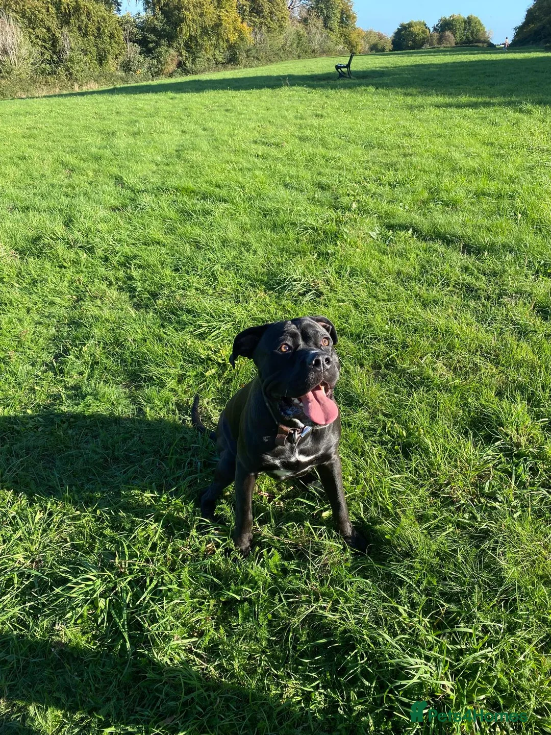 Cane Corso dogs for sale: 1.5 year old Male Cane Corso  in Reading - Advert 2