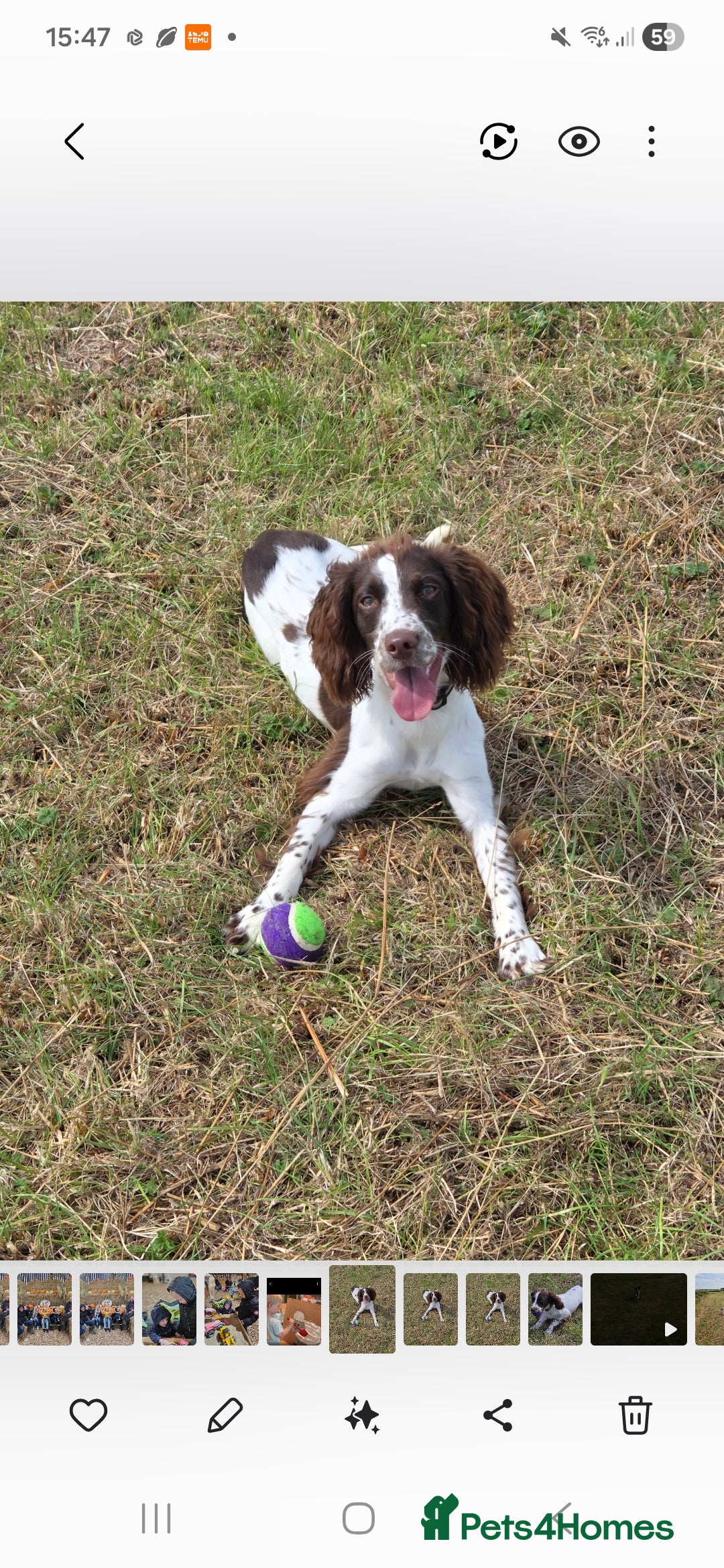 English Springer Spaniel dogs Springer spaniel Bitch 1 years old - Advert 12