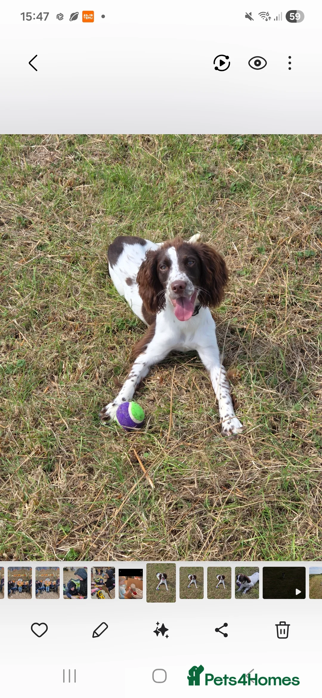 English Springer Spaniel dogs for sale: Springer spaniel Bitch 1 years old - Advert 1