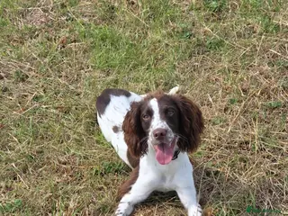 English Springer Spaniel dogs Springer spaniel Bitch 1 years old - Advert 12