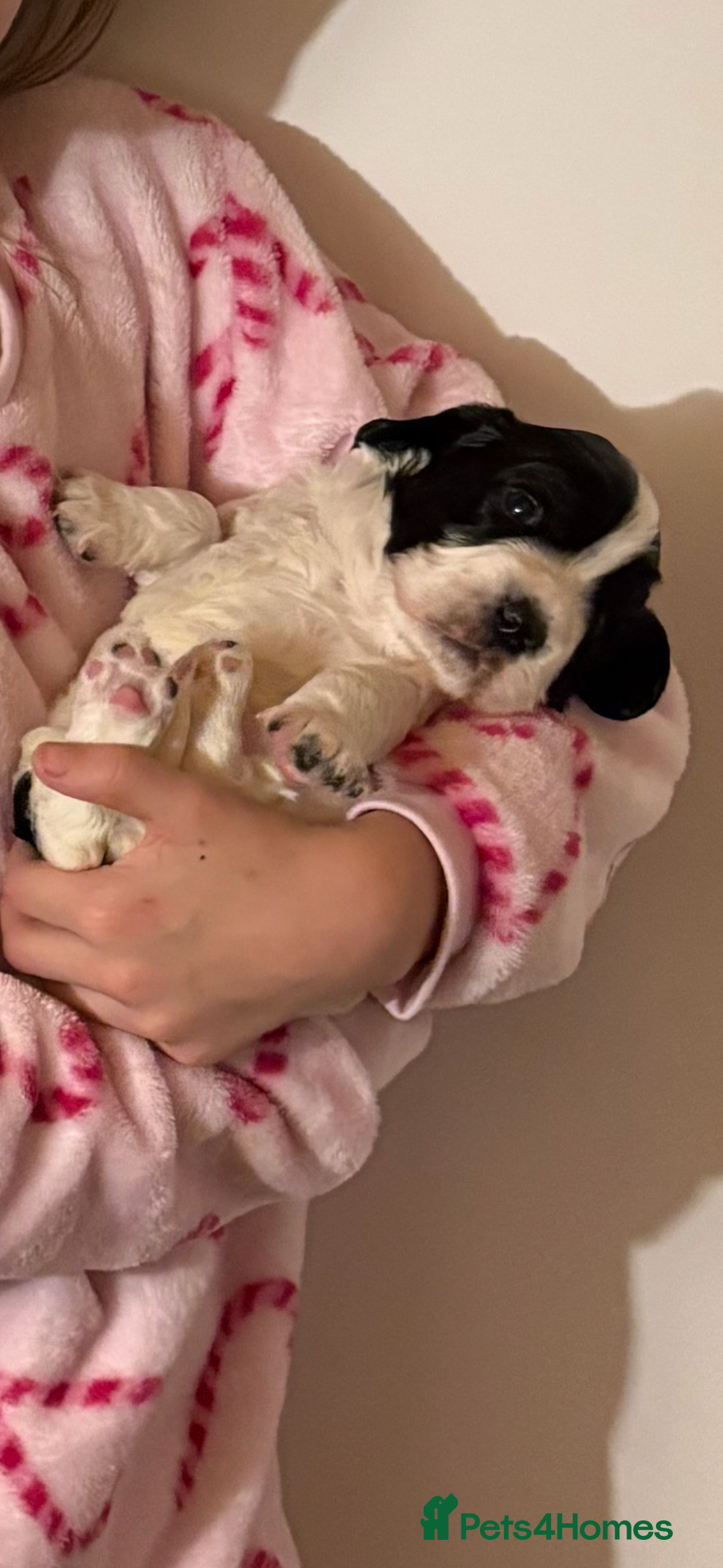 Cocker Spaniel dogs for sale: Working Cocker spaniels beautiful markings   - Advert 4