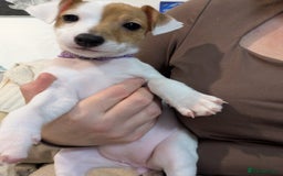 Mixed Breed dogs for sale: Jack Russell 3/4 1/4 chihuahua puppies  - Image 5