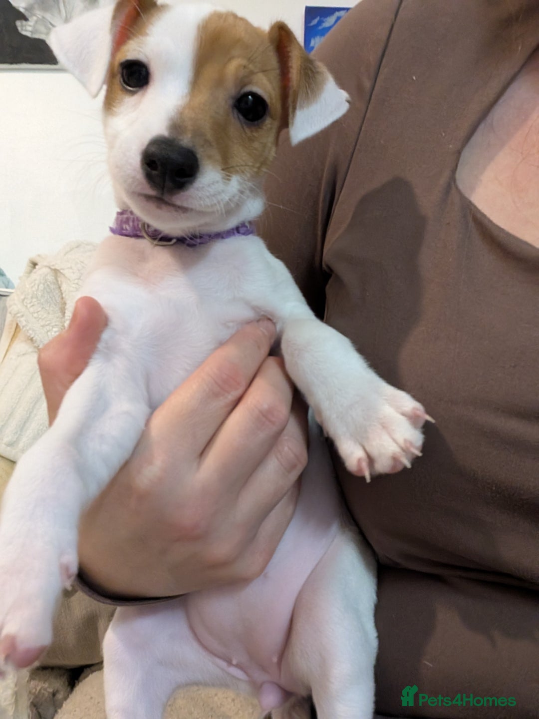 Mixed Breed dogs for sale: Jack Russell 3/4 1/4 chihuahua puppies  - Image 5