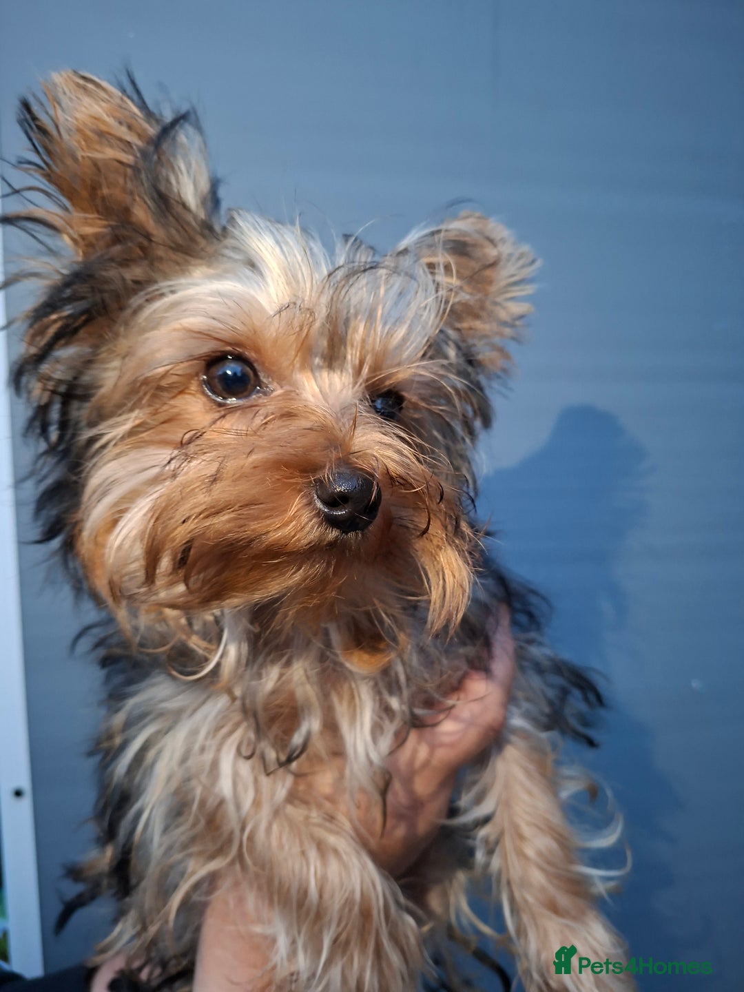 Yorkshire Terrier dogs for sale: Beautiful Toy Yorkshire Terrier puppies - Image 4