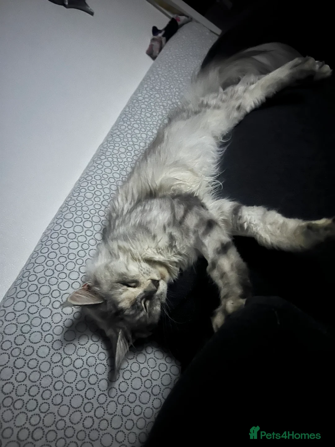 Maine Coon cats for sale: Maine coin Queen  in London - Advert 5