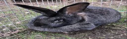Continental Giant rabbits for sale: Continental Giant Baby Rabbits 3 Girls & 1 Buck - Advert 7