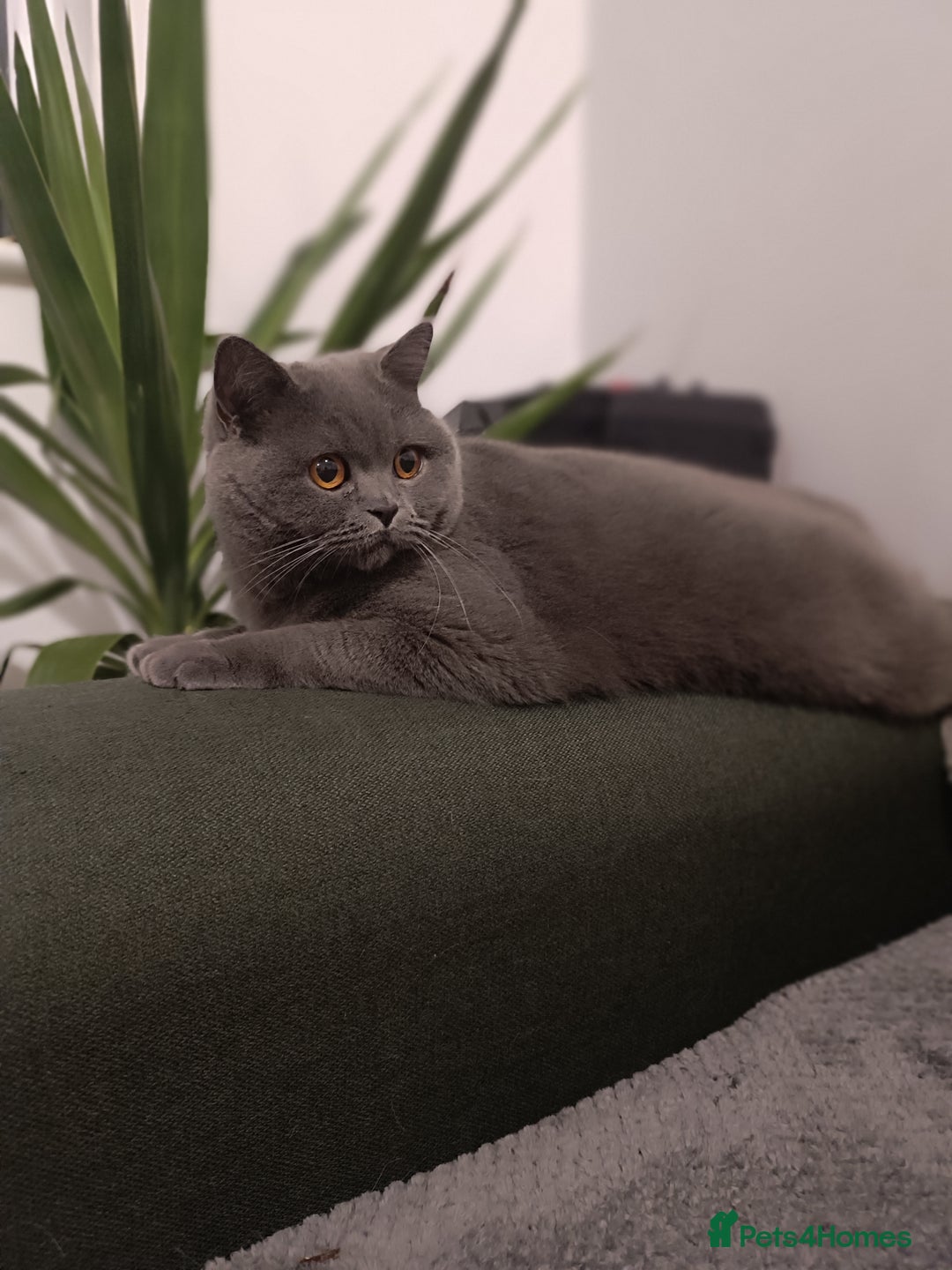 British Shorthair cats for sale: Looking rehomed my princess...  - Advert 4