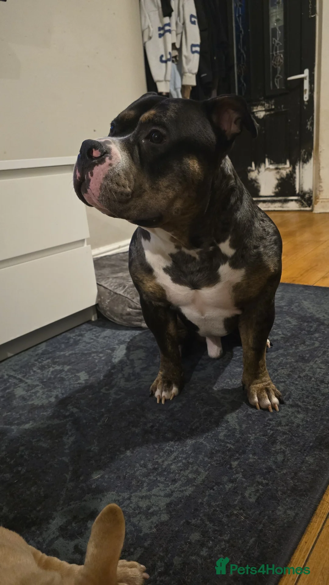 American Bully dogs for stud: Black merle Pocket bull stud  - Advert 2
