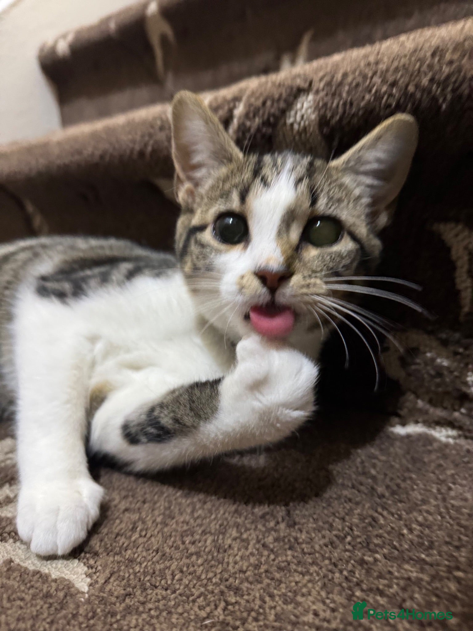 American Shorthair cats MIXED FEMALE GREY AND WHITE CAT FOR SALE  - Advert 1
