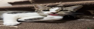 American Shorthair 1