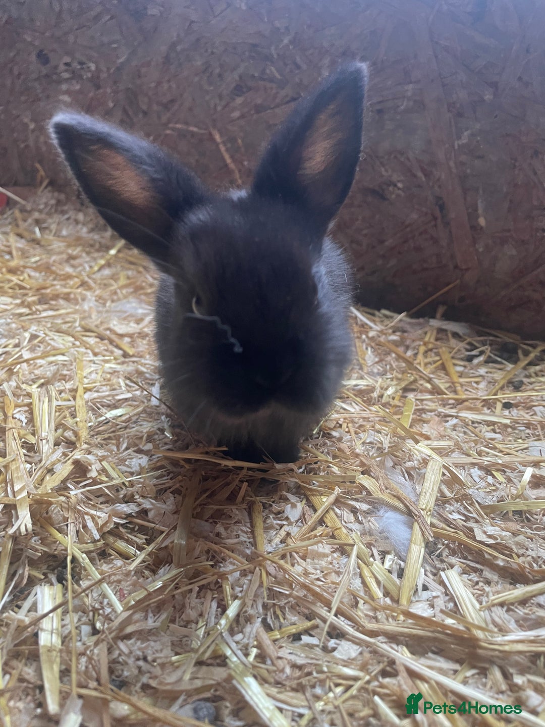 Mini Lop rabbits for sale:  4 baby rabbits - Image 4