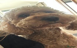 Cockapoo dogs for sale: Stunning litter of F1bb cockapoo’s  - Advert 13