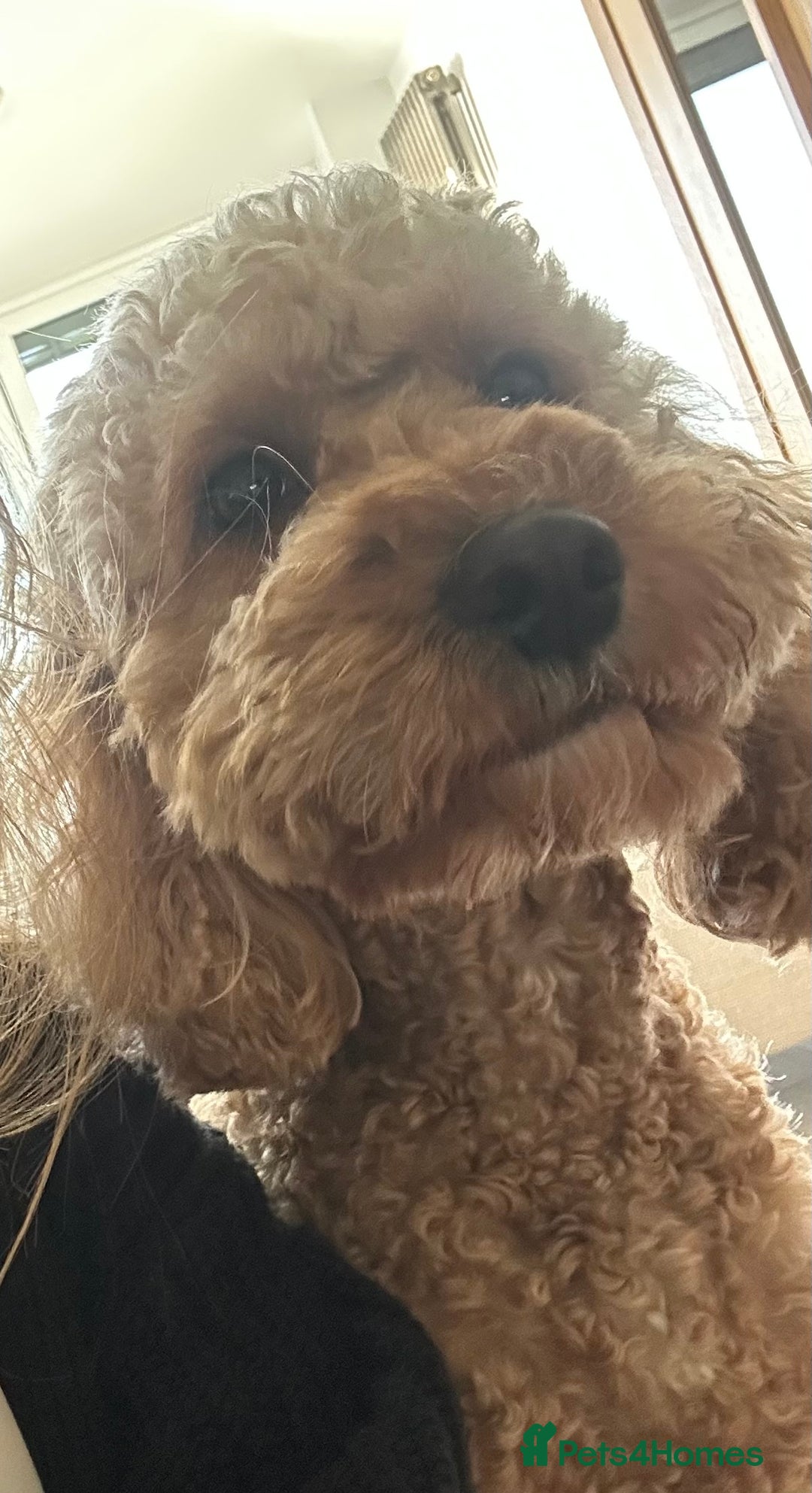 Cockapoo dogs for sale: Stunning litter of F1bb cockapoo’s  - Advert 13