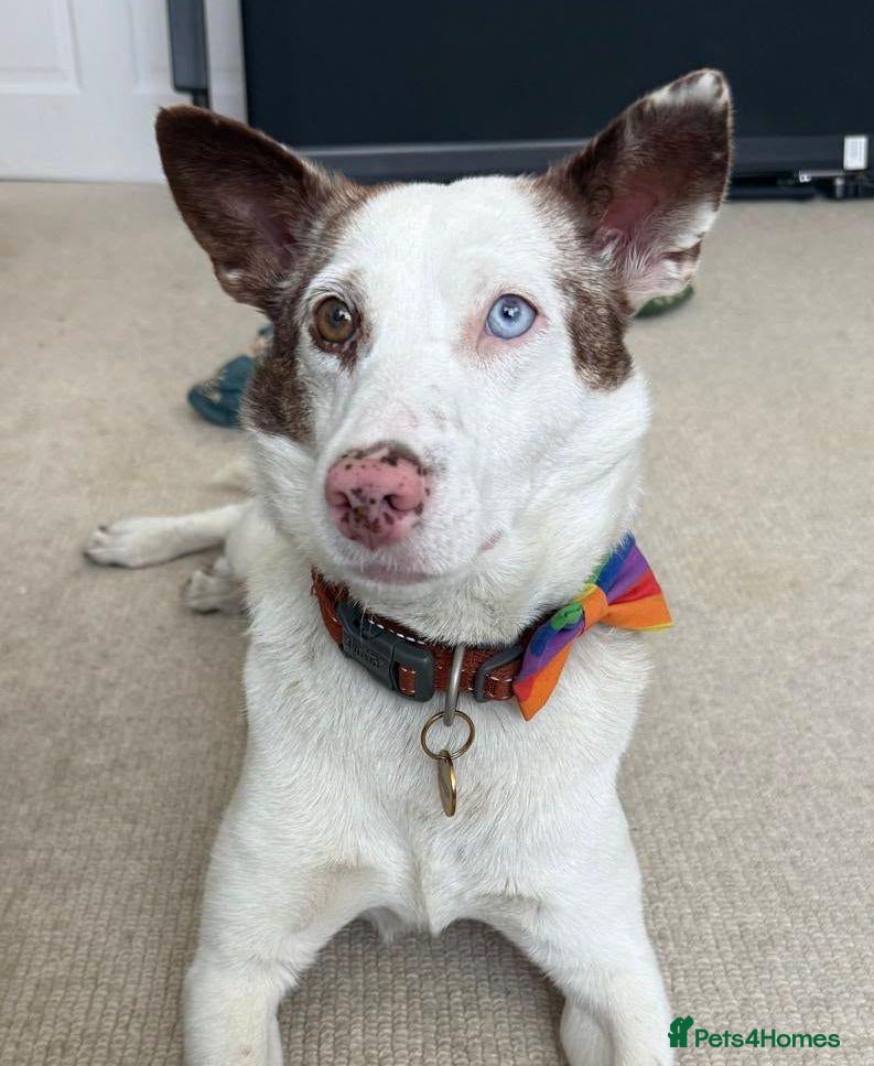Mixed Breed dogs ❤️🐶 SAGA – AN AMAZING SMALL-TO-MEDIUM GIRL - Advert 1