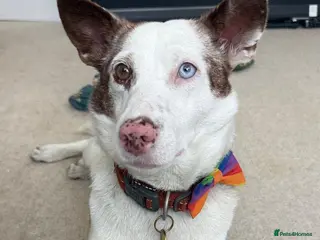 Mixed Breed dogs ❤️🐶 SAGA – AN AMAZING SMALL-TO-MEDIUM GIRL - Advert 1