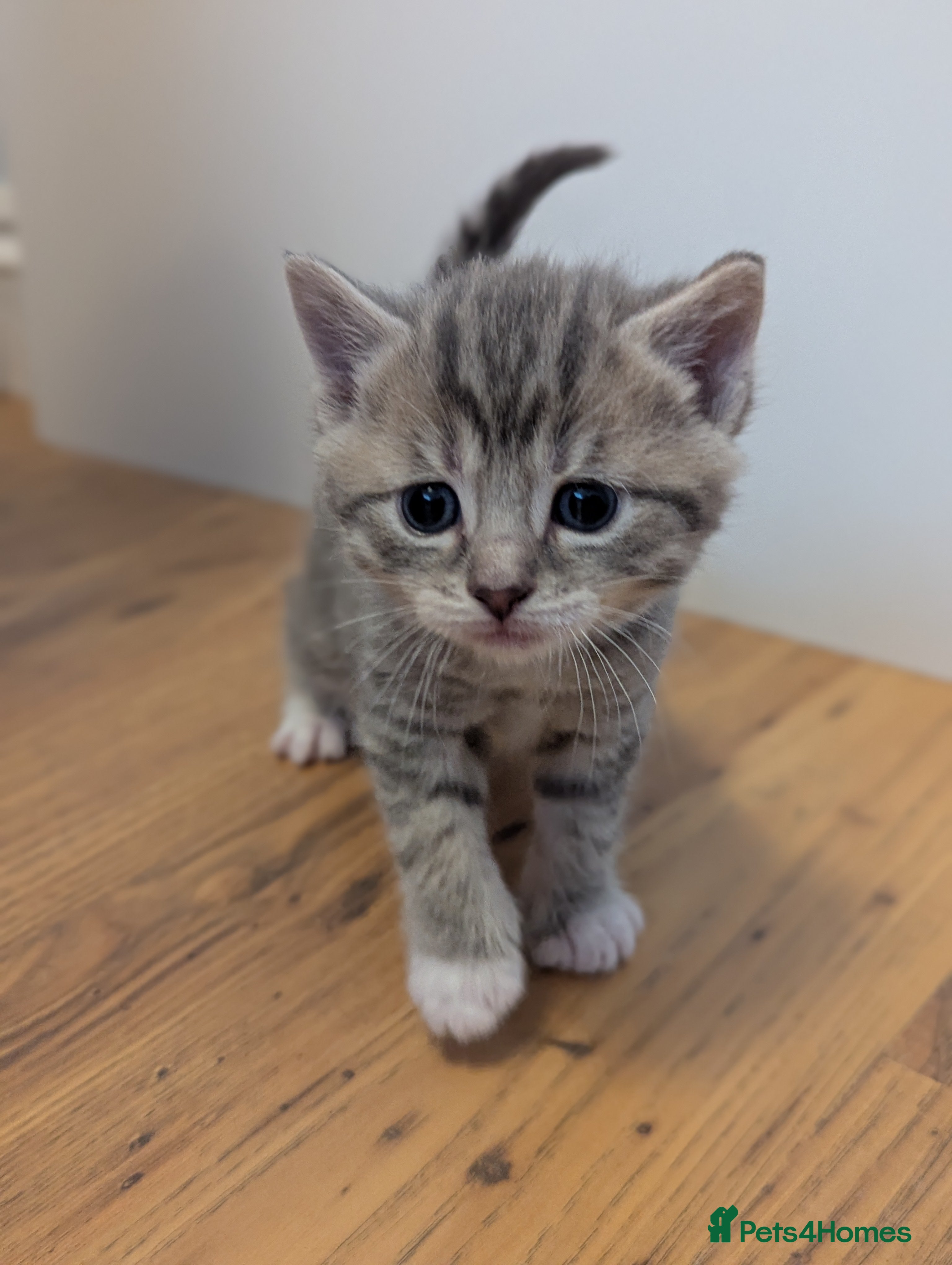 Mixed Breed cats 5 beautiful and playful kittens - Advert 3