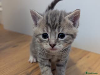 Mixed Breed cats 5 beautiful and playful kittens - Advert 4