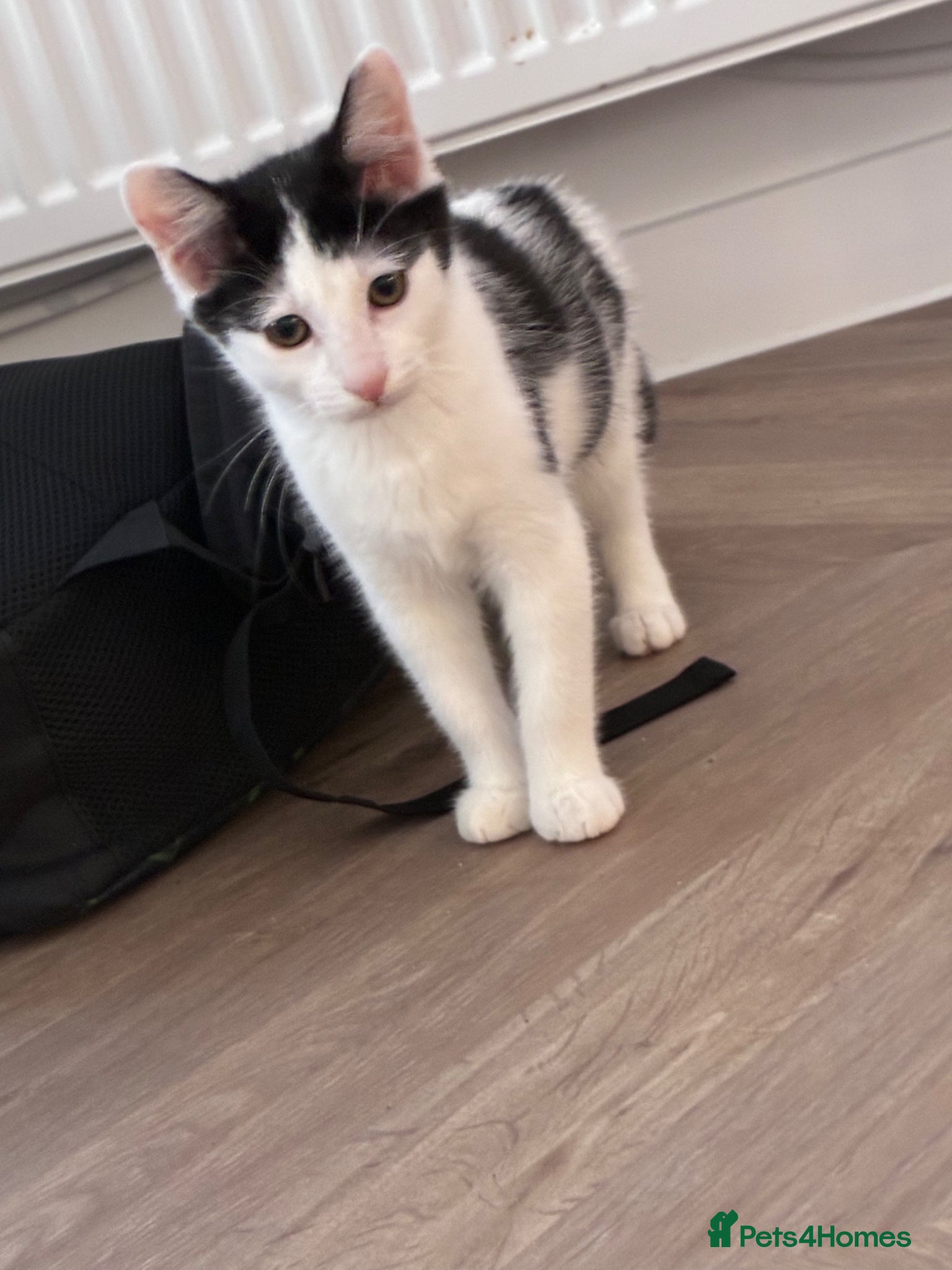Mixed Breed cats I have two black and white kittens - Advert 18