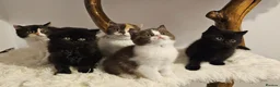 British Shorthair cats for sale: Tica British Shorthair & Longhair Champion Lines in Wigan - Advert 5