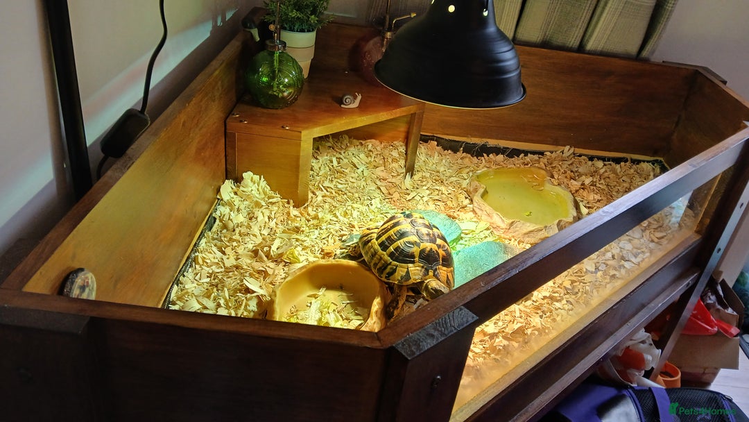 Hermann Tortoise reptiles for sale: Sir Gerald Shelldome and full set up - Image 3
