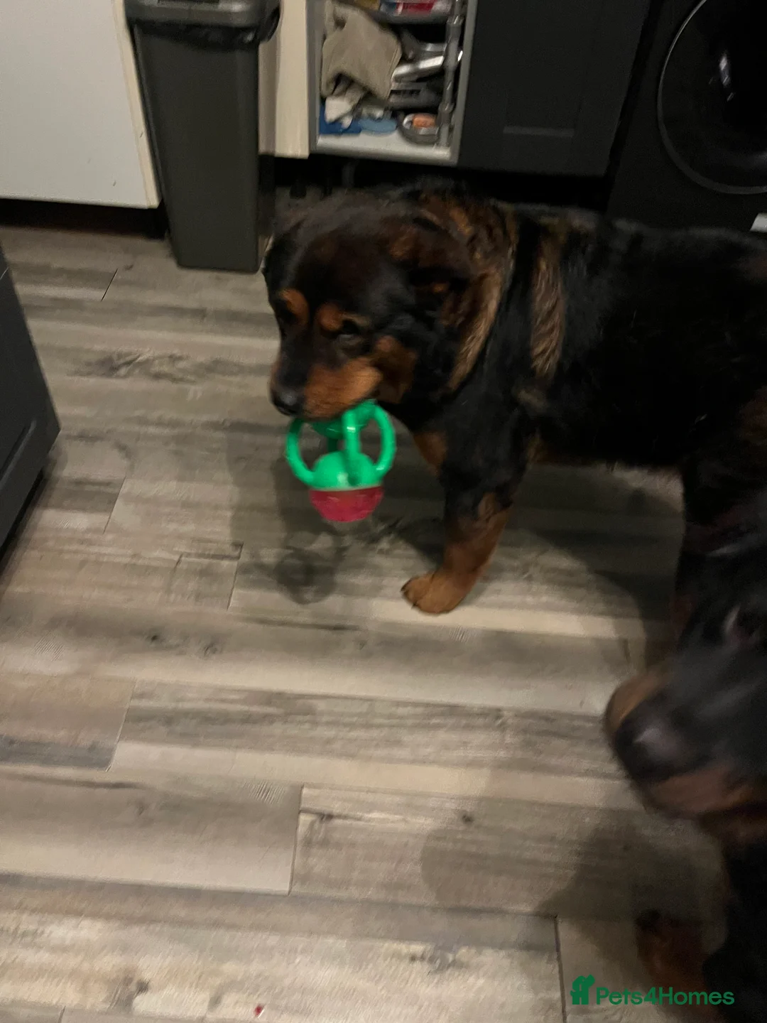 Mixed Breed dogs for sale: Beautiful bear bear - Advert 3