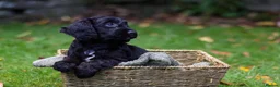 Cockapoo dogs for sale: F1 Cockapoos available 🐶 in Neath - Advert 18