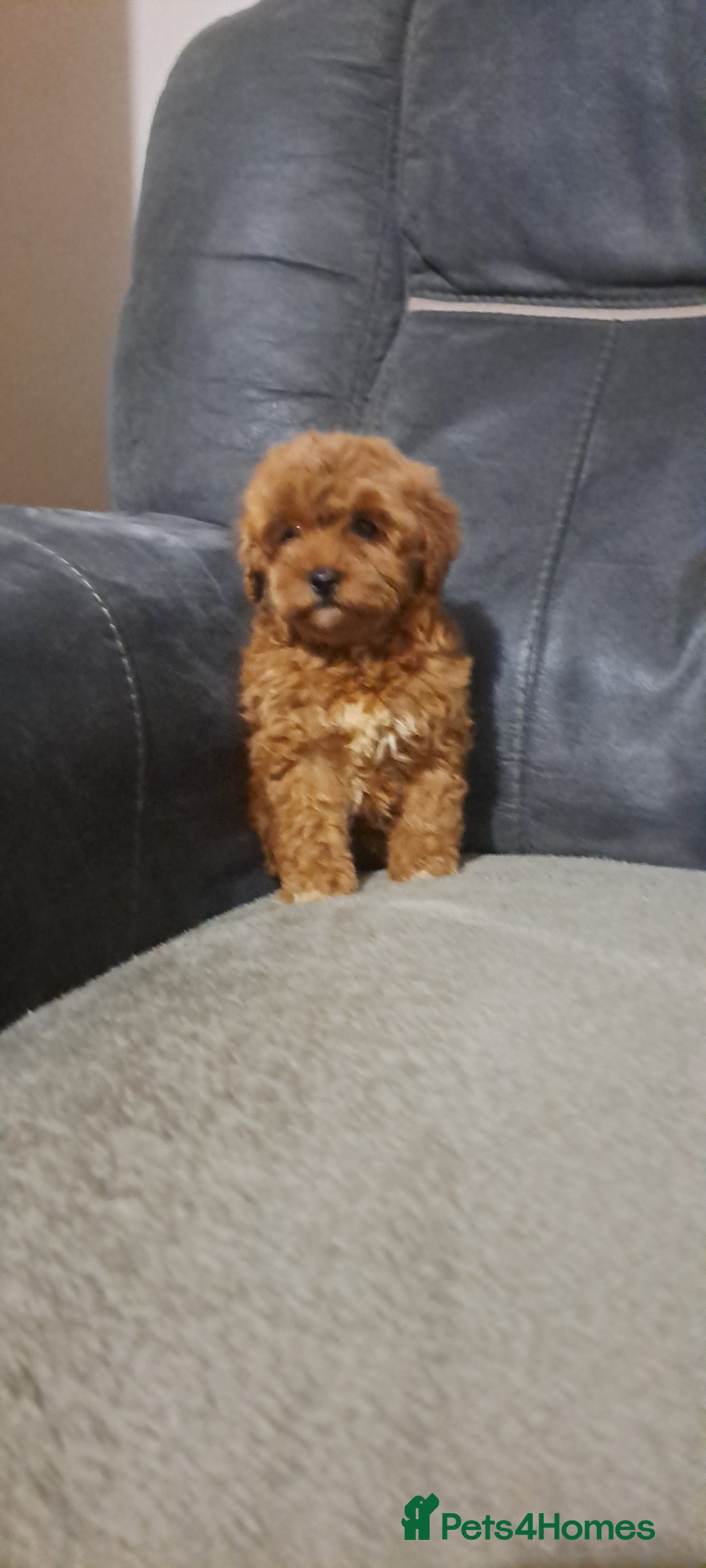 Toy Poodle dogs for sale: Toy poodle - Advert 16