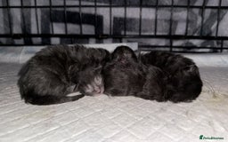 Maine Coon cats for sale: Beautiful Mainecoon Cross Babies - Image 5