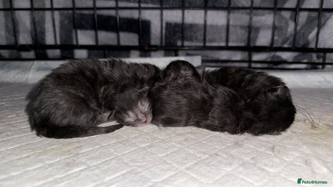 Maine Coon cats for sale: Beautiful Mainecoon Cross Babies - Image 5