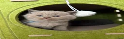 British Shorthair cats for sale: Beautiful Blue & Lilac British Shorthair Kittens - Advert 7