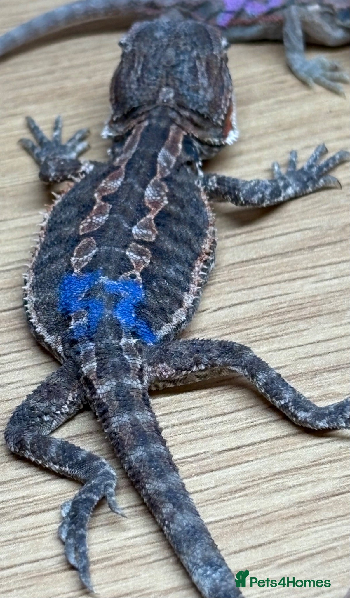 Bearded Dragon reptiles stunning baby bearded dragons  - Advert 22