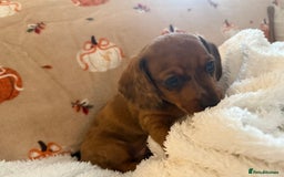 Miniature Dachshund dogs for sale: Miniature dachshund pups  - Image 12
