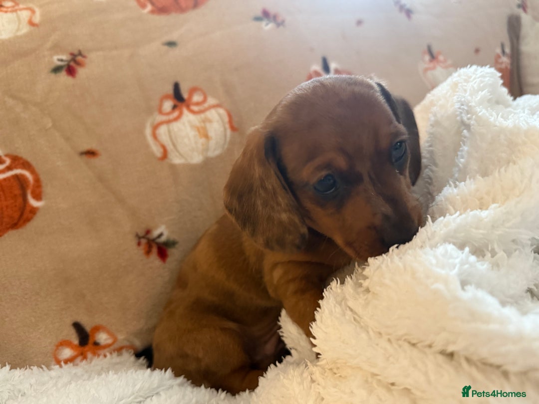 Miniature Dachshund dogs for sale: Miniature dachshund pups  - Image 12