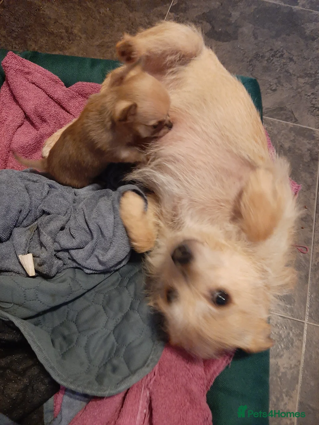 Mixed Breed dogs for sale: £650. Male chihuahua x - Advert 8
