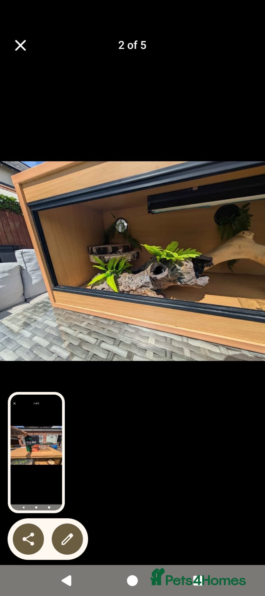 Python Snake reptiles A full reptile set up (collection only) - Advert 1