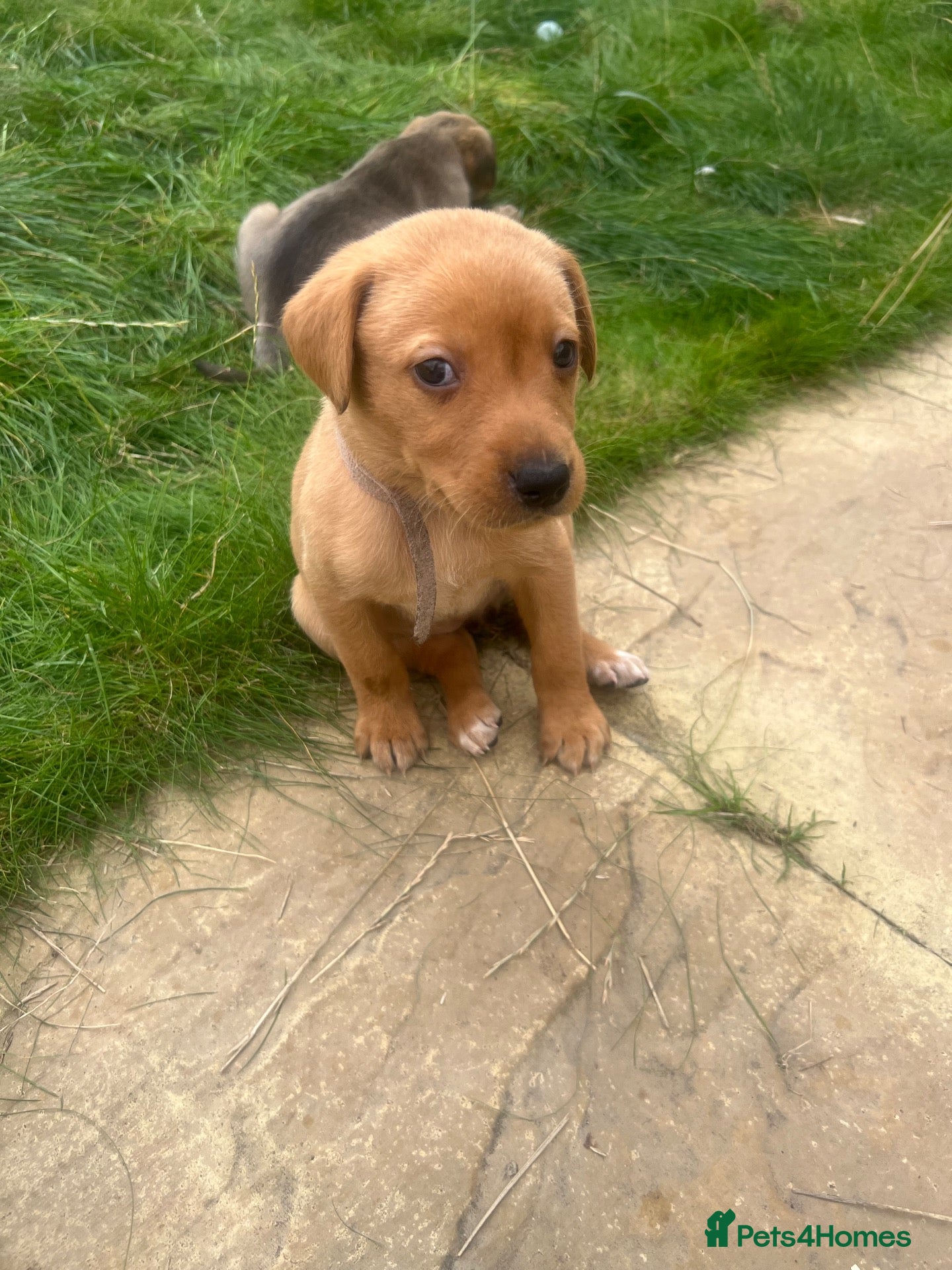 Mixed Breed dogs Lurcher cross Labrador puppies - Advert 12