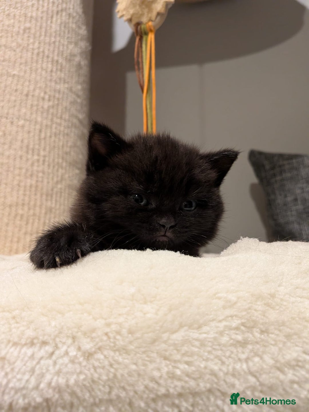 British Shorthair cats for sale: Multi-colour GCCF British Shorthair kittens  - Advert 23