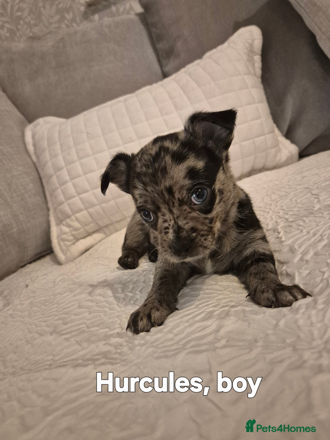 Chihuahua dogs for sale: 4 pure breed chihuahua, 2 merle  2 twins - Advert 2