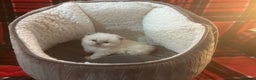 Persian cats for sale: 4 ADORABLE LITTLE CUTIE PIES, (READY 9TH JAN)  - Advert 16