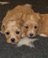 Maltipoo dogs Stunning Maltipoo Girl Available - Advert 2