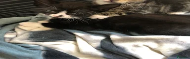 Domestic Shorthair Kitten 2