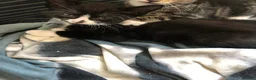 Domestic Shorthair cats for sale: Lovely kittens  - Advert 5
