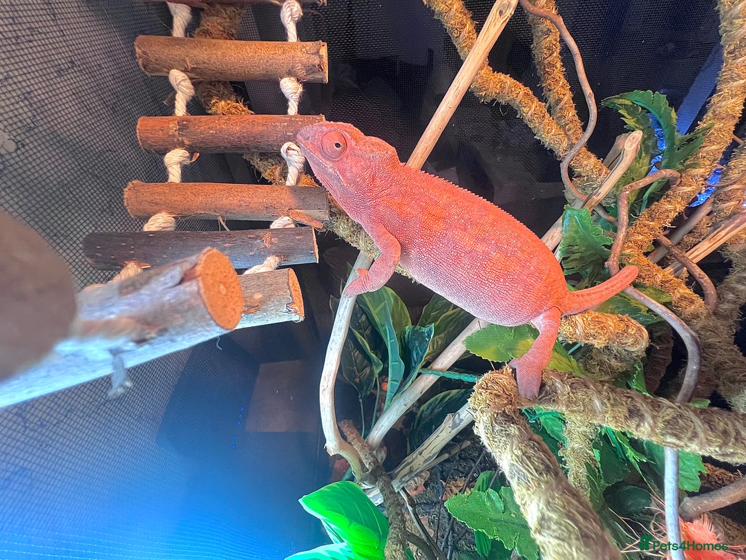 Chameleon reptiles for sale: Super Tame Female Nosy Faly Panther Chameleon - Advert 1